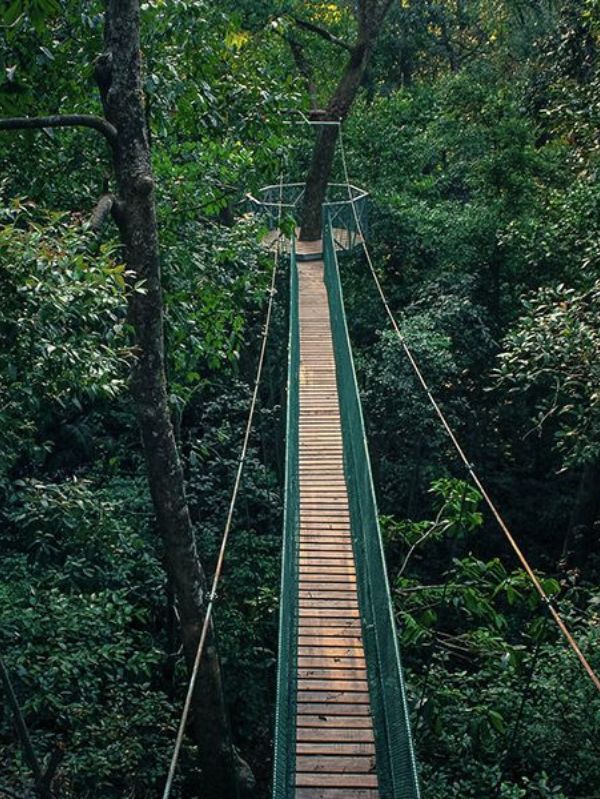canopy walk at dandeli ideals